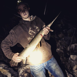 Longnose Gar, a large freshwater fish, caught while fishing in the Orange area.