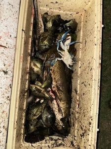 Fresh caught fish in cooler from Orange Texas fishing trip