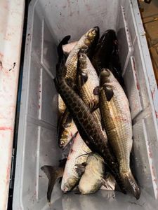 Fresh caught fish including Flathead Grey Mullet in white cooler from Orange TX fishing trip
