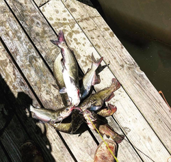 Three blue catfish caught fishing in TX