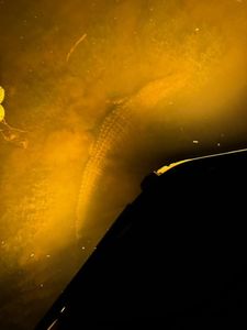 Underwater view of fishing line in murky orange-tinted water in Orange TX