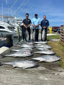 Blackfin tuna, a big catch of 8 fish, in Nags Head