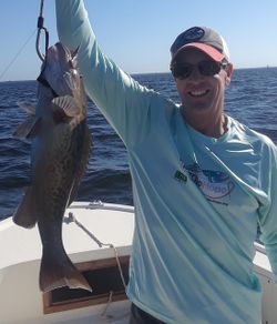 Freshly caught gag grouper being held up on fishing boat in Tampa FL waters