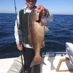 Gag grouper caught while fishing in Tampa FL waters