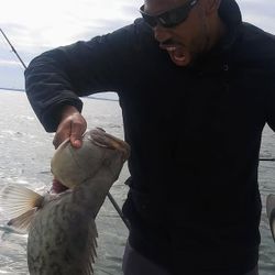 Gag grouper being held after successful fishing trip in Tampa FL waters
