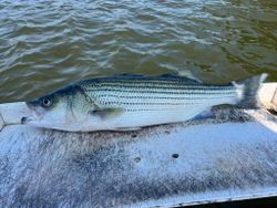 Awesome Striped Bass on display!