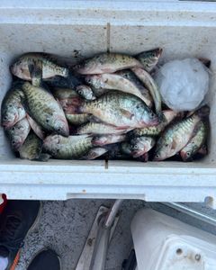 Summertime crappie fishing is red hot!