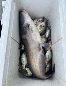 Nice cat and box of crappie