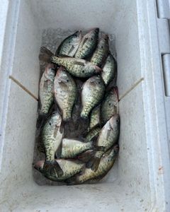 8 white crappie and crappie fish in a fishing scene at Sand Springs