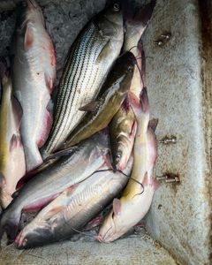 Four striped bass, channel catfish, and blue catfish caught in Sand Springs