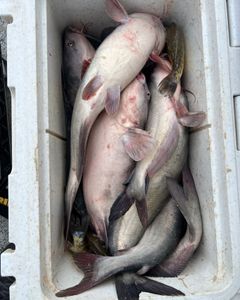 Two blue catfish caught while fishing in OK