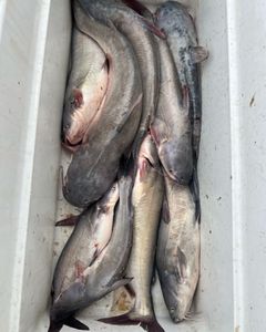 5 hardhead sea catfish and blue catfish in the water in OK