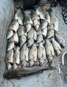10 fish of different species including hardhead sea catfish, white bass, and wiper caught in OK