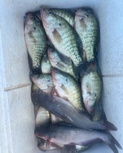 7 fish including white crappie and blue catfish caught in OK