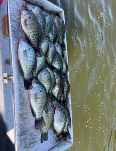 5 white crappie fish caught while fishing in OK