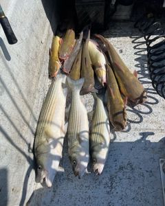 Striped bass fishing in OK