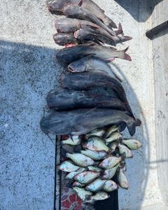 Two wels catfish caught fishing in Sand Springs