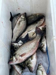 Best catch of white bass fish at Sand Springs
