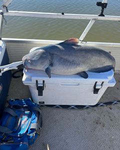 A majestic blue catfish caught while fishing in OK.