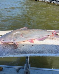 Photograph of a blue catfish caught while fishing in Oklahoma