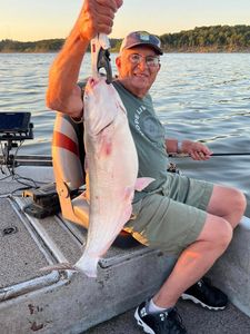 Image of a blue catfish caught in Sand Springs