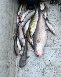 Four white catfish and channel catfish caught while fishing in Sand Springs
