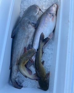 Two channel catfish caught in OK
