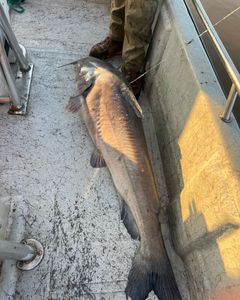 Channel Catfish caught while fishing in OK
