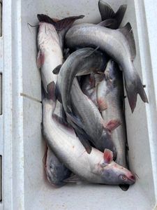 Channel Catfish caught while fishing in Sand Springs