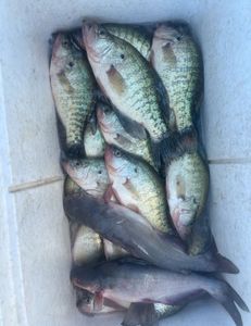 7 white crappie, blue catfish, and white catfish in OK