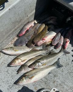 Four striped bass and one hardhead sea catfish caught during fishing in Oklahoma