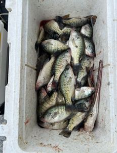 Crappie time again