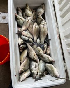 9 white bass, wiper, and white bass caught in Sand Springs