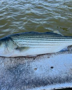 Fishing in OK