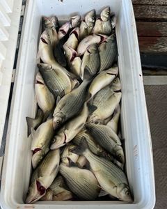 Four white bass and a wiper (hybrid striped bass) in Sand Springs