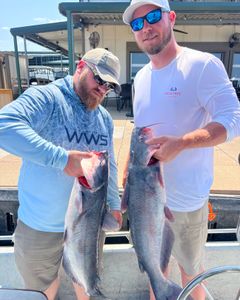 Two hardhead sea catfish measuring 20 inches at Sand Springs