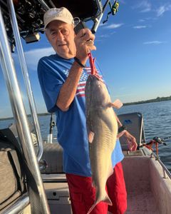 A big blue catfish caught while fishing in OK