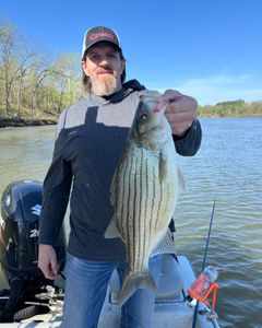 A wiper (hybrid striped bass) fish measuring 26 inches caught while fishing in OK