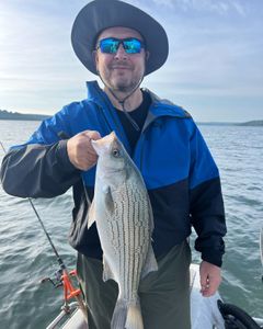 Wiper (Hybrid striped bass) fish caught in OK