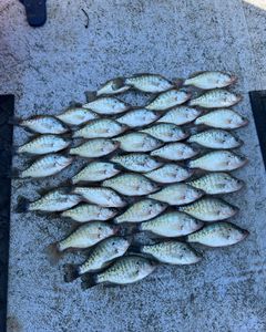 7 white crappie fish caught in Sand Springs