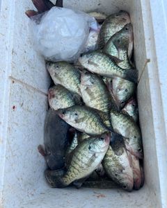 Seven white crappie fish caught while fishing in Sand Springs
