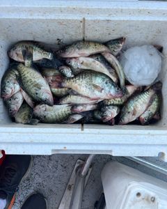 Six white crappie and crappie caught fishing in Sand Springs