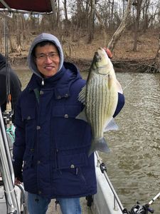 Striped bass caught while fishing in OK