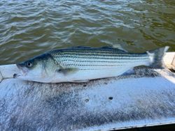 Striped bass caught while fishing in OK