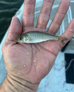 Striped bass fishing in OK