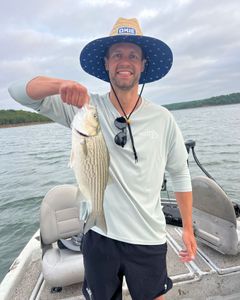 Striped bass fishing in OK