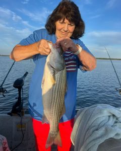 A striped bass measuring 23 inches being caught in OK