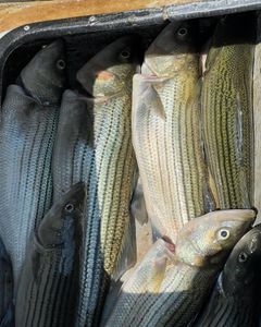 Five striped bass caught while fishing in OK
