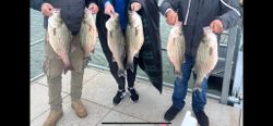 4 striped bass caught while fishing in Sand Springs