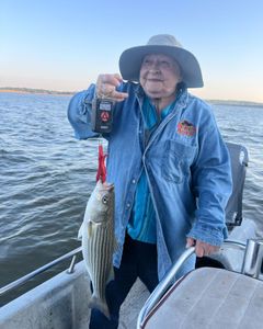Striped bass caught by angler in Sand Springs